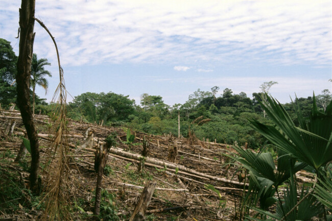 clearing-trees-in-the-amazon-region-of-peru