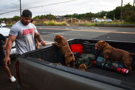 ewa-beach-resident-cj-jasper-evacuates-his-family-and-their-dogs-to-the-side-of-kunia-road-to-escape-the-tsunami-threat-kapolei-oahu-hawaii-tuesday-july-29-2025-ap-photomichelle-bir