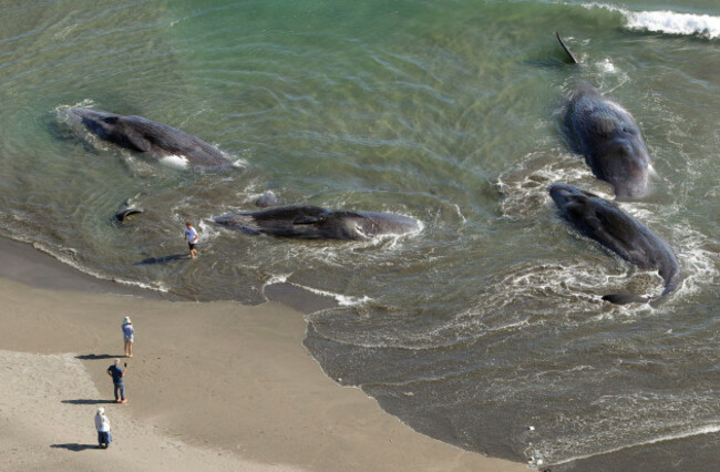 four-sperm-whales-are-washed-up-on-the-shore-in-tateyama-city-chiba-prefecture-on-july-30-2025-several-whales-can-be-seen-washed-ashore-on-the-shoreline-flapping-their-fins-tsunami-warnings-have