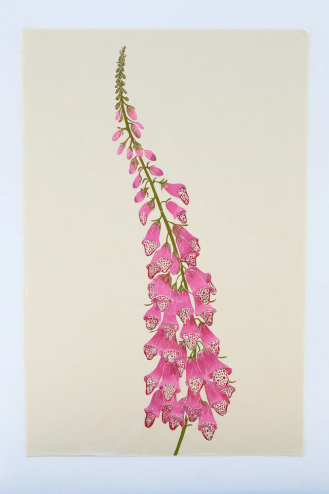 Foxglove by Superfolk.