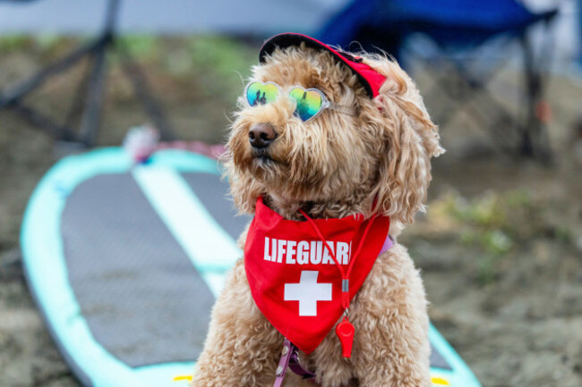 pacifica-ca-august-02-a-lifeguard-dog-looks-on-before-world-dog-surfing-championships-on-august-2-2025-at-linda-mar-beach-in-pacifica-ca-photo-by-matthew-huangicon-sportswire-icon-sportswir