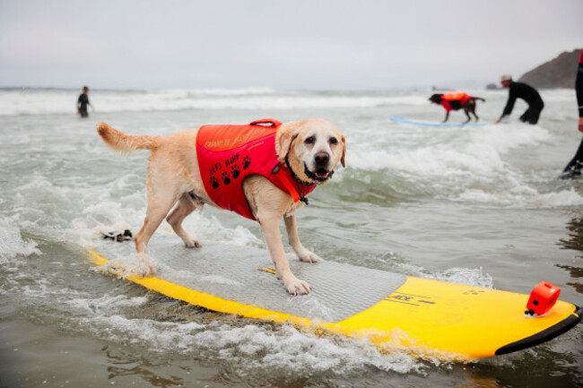 charlie-looks-towards-the-camera-while-riding-a-wave-to-the-shore-during-the-world-dog-surfing-championships-at-linda-mar-beach-in-pacifica-calif-on-saturday-aug-2-2025-richard-h-grantsan-fra