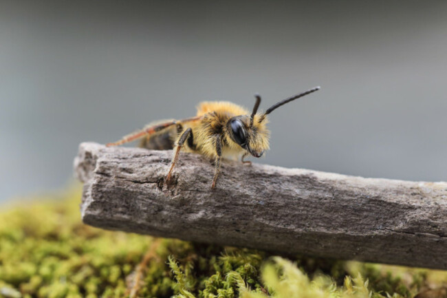 male-tawny-mining-bee-andrena-fulva-in-a-garden-habitat-teesdale-county-durham-england-uk