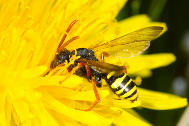goodens-nomad-bee-nomada-goodeniana-adult-female-feeding-in-a-dandelion-flower-powys-wales-april