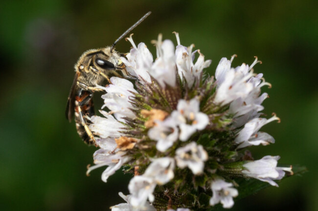 male-common-furrow-bee-kent-uk