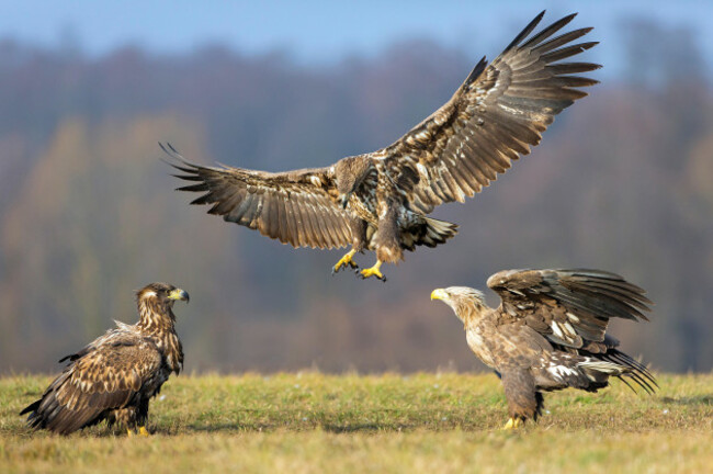 white-tailed-sea-eagle-haliaeetus-albicilla-three-white-tailed-sea-eagles-conflicting-in-a-meadow-switzerland-valais
