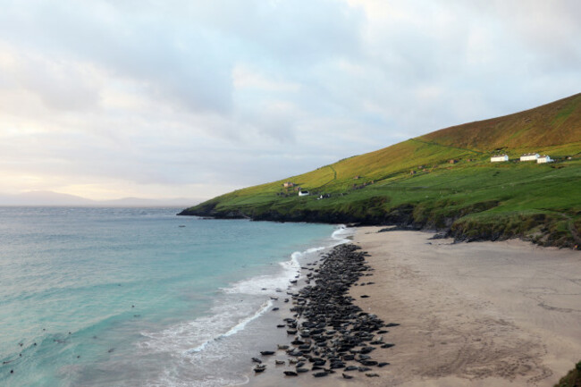Seal Colony - Blaskets