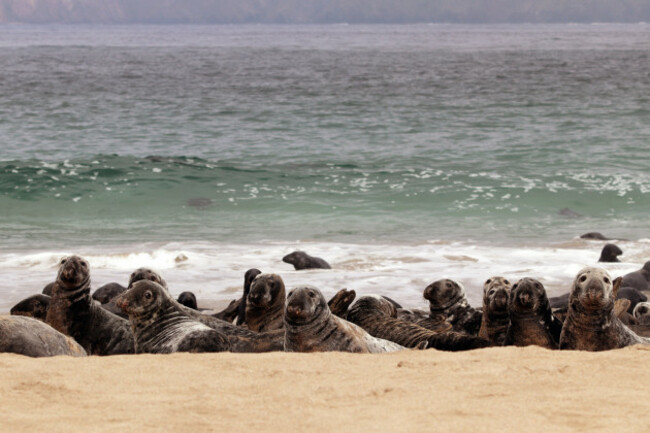 Seals on Blaskets