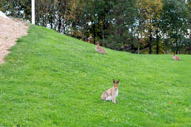 hares-on-meadow-at-dublin-airport-dublin-ireland