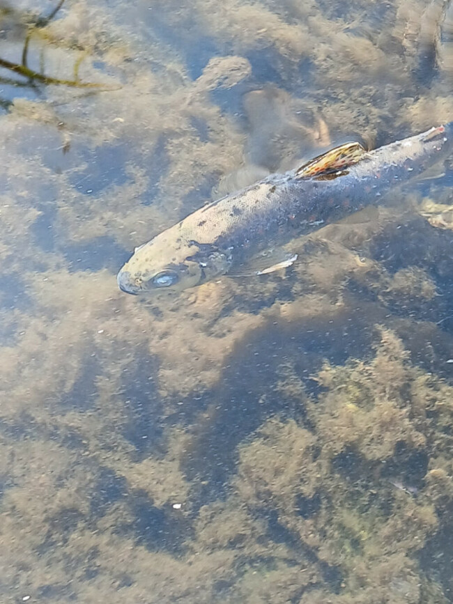 Affected fish at scene of incident in Co Cork
