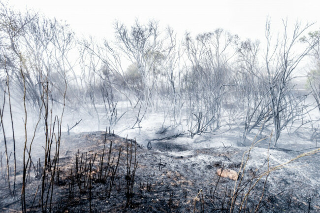 madrid-spain-12th-aug-2025-smoke-and-ashes-seen-in-a-forest-fire-near-tres-cantos-neighborhood-north-of-madrid-a-forest-fire-started-monday-11th-in-the-evening-where-hundreds-of-residents-were-e