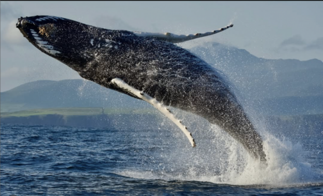 Screenshot 2025-08-20 at 17.45.55