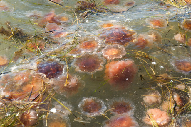 lions-mane-jellyfish-cyanea-capillata-sweden-image-shot-2008-exact-date-unknown