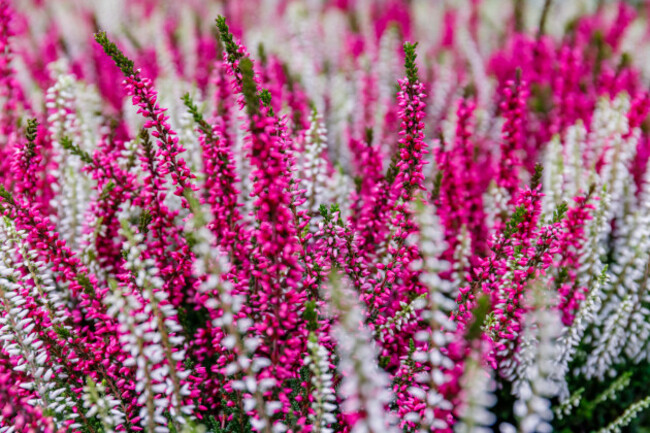 floweringericagracilisornamentalshrubsonthecounterinthe