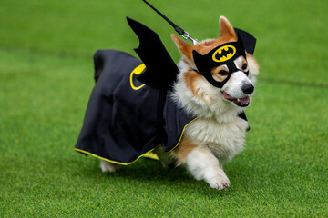 a-corgi-dog-participates-in-a-fashion-show-during-a-international-event-corgi-race-vilnius-2025-in-vilnius-lithuania-saturday-aug-23-2025-ap-photomindaugas-kulbis