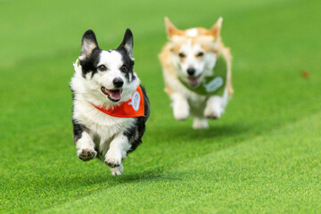corgis-race-during-a-international-event-corgi-race-vilnius-2025-in-vilnius-lithuania-saturday-aug-23-2025-ap-photomindaugas-kulbis
