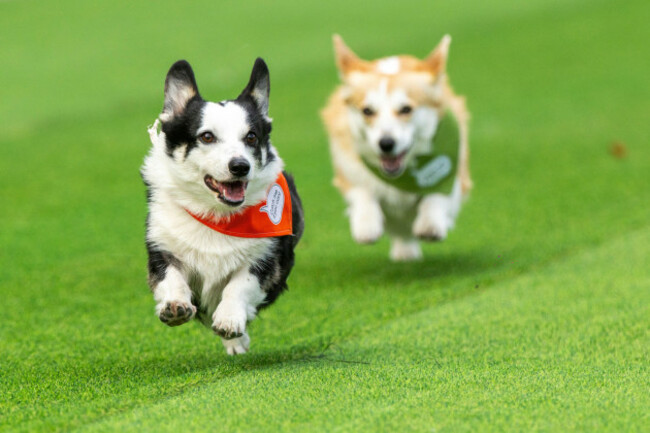 corgis-race-during-a-international-event-corgi-race-vilnius-2025-in-vilnius-lithuania-saturday-aug-23-2025-ap-photomindaugas-kulbis