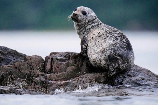a-harbor-seal-a-species-favored-by-white-sharks-rests-on-a-small-island-wednesday-aug-20-2025-off-of-portland-maine-ap-photorobert-f-bukaty