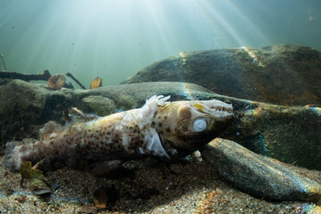 a-dead-brown-trout-salmo-trutta-on-the-bottom-of-a-river-in-eastern-north-america