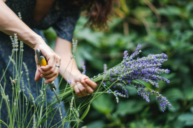 womancuttinglavenderflowersinthegardenclose-up-summerfragrant