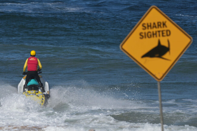 a-surf-lifesaver-patrols-a-beach-on-a-jetski-following-a-fatal-shark-attack-at-dee-why-beach-in-sydney-australia-saturday-sept-6-2025-ap-photomark-baker