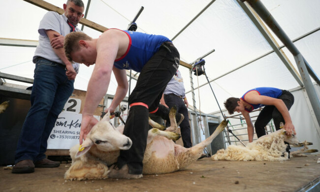 steven-wilson-from-armagh-and-andy-corrigan-from-wicklow-take-each-other-on-in-a-sheep-sheering-competition-at-the-national-ploughing-championships-at-ratheniska-co-laois-picture-date-wednesday-sep