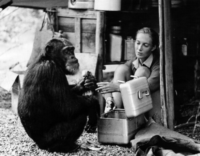 jane-goodall-ca-1965-courtesy-csu-archiveseverett-collection