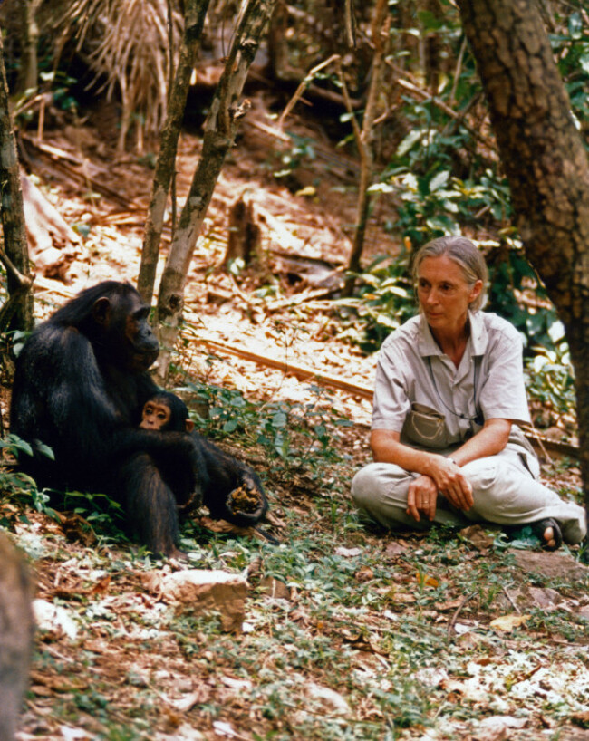 die-britische-verhaltensforscherin-jane-goodall-bei-ihren-schimpansen-british-behaviour-scientist-jane-goodall-researching-with-chimpanzees