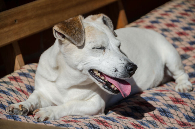 happy-little-white-dog-enjoying-the-sun-on-wooden-bench-with-old-pillow-eyes-closed-tongue-out