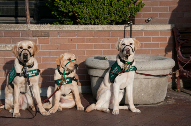 guide-dog-puppies-in-training