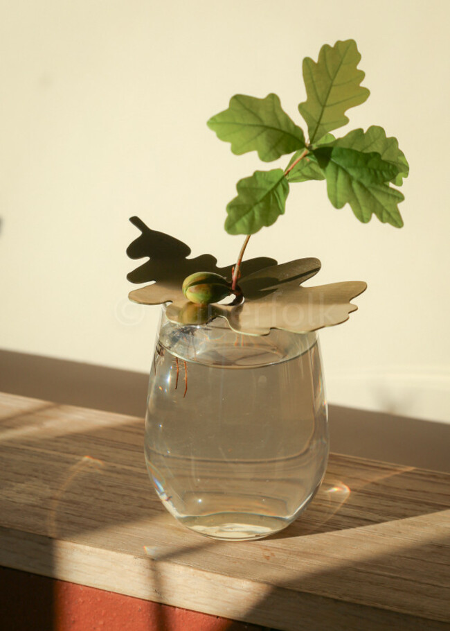 Superfolk Acorn Sprouter