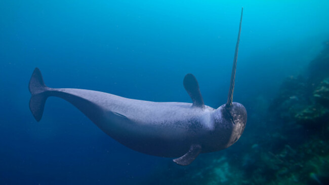 narwhal-monodon-monoceros-swimming-in-the-ocean