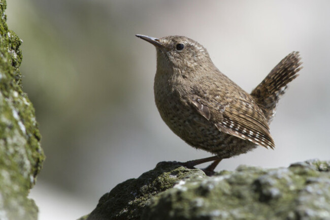 male-winter-wren-sitting-on-the-rocks-near-his-nest-on-a-summer-day-image-shot-102018-exact-date-unknown