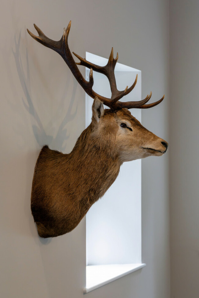 mounted-red-deer-head-displayed-on-the-wall-of-glenveagh-castle-glenveagh-national-park-county-donegal-ireland-part-of-the-interior-decor