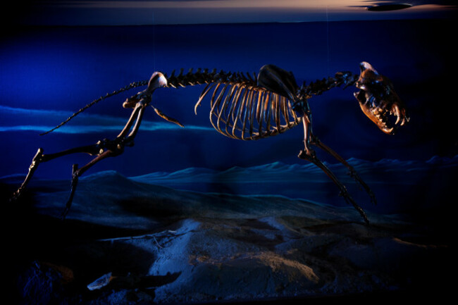 extinct-dire-wolf-canis-dirus-skeleton-from-ice-age-at-la-brea-tar-pit-museum-la-usa