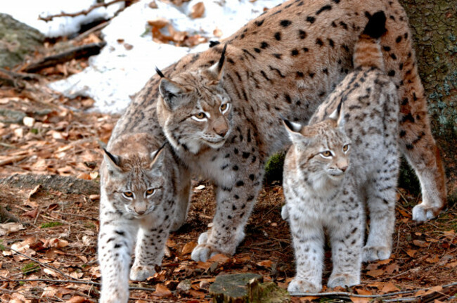 lynx-cat-big-cat-predator-cats-wildcat-big-cats-lynxes-fur-animals-ambusher-animal-animals-germany-europe