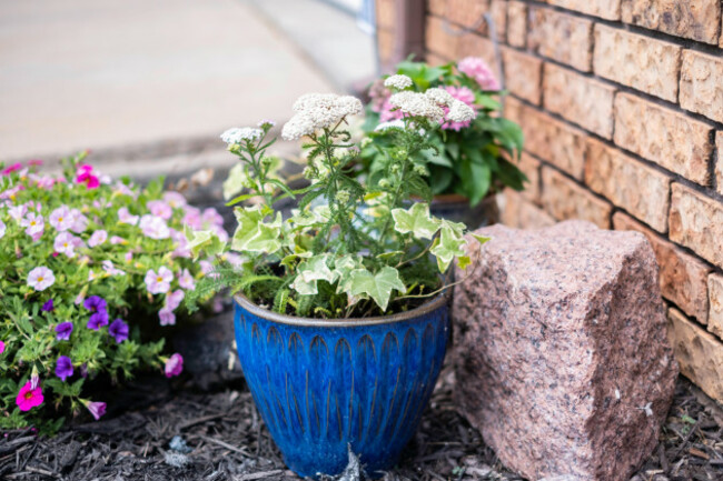 common-yarrow-achillea-millefolium-a-herbaceous-perennial-growing-in-a-ceramic-flower-pot