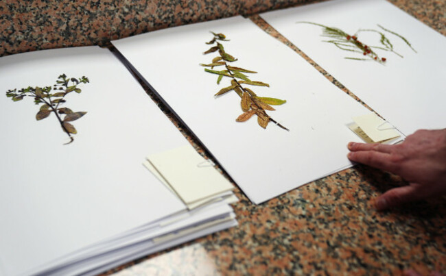 conservation-botanist-dr-darren-reidy-with-samples-of-plants-left-to-right-an-oyster-plant-irish-fleabane-and-wild-asparagus-in-his-office-at-the-herbarium-at-the-national-botanic-gardens-dublin