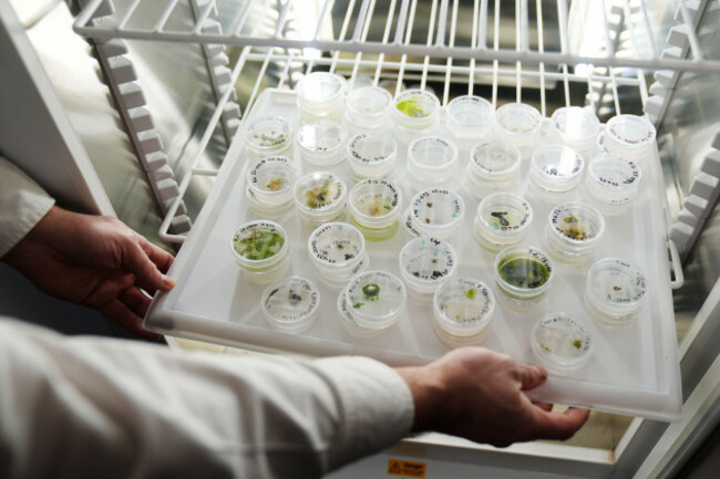 conservation-botanist-dr-darren-reidy-displays-seed-germination-trials-in-an-incubator-in-his-office-at-the-herbarium-at-the-national-botanic-gardens-dublin-in-charge-of-logging-each-native-seed-in