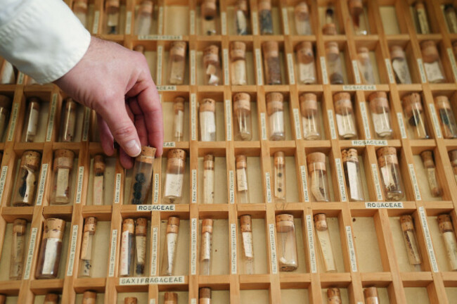 seed-samples-at-the-herbarium-at-the-national-botanic-gardens-dublin-in-charge-of-logging-each-native-seed-in-ireland-dr-darren-reidy-describes-the-project-as-like-noahs-ark-for-plants-a-vault