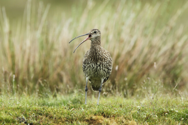 eurasian-curlew-numenius-arquata-on-rough-grassland-with-its-beak-open-while-calling