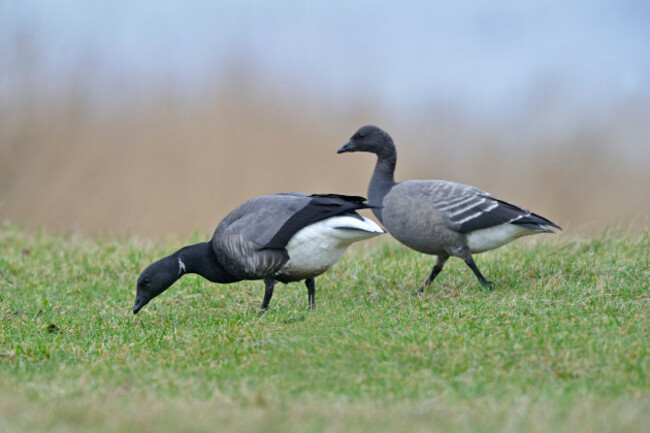 two-brent-geese-branta-bernicla-dak-bellied-feeding-on-grass