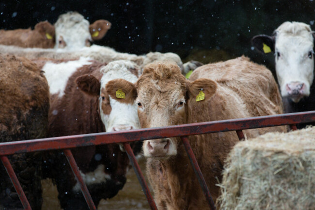 snow-falling-on-simmental-cattle-standing-outside-the-barn-in-kilmore-kilcock-co-meath-ireland
