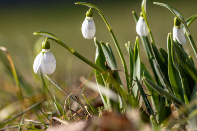 schneeglockchen-im-januar-schneeglockchen-bluhen-im-sonnenschein-auf-einer-wiese-oberursel-hessen-deutschland-snowdrops-in-january-snowdrops-blooming-in-the-sunshine-on-a-meadow-oberursel-hess