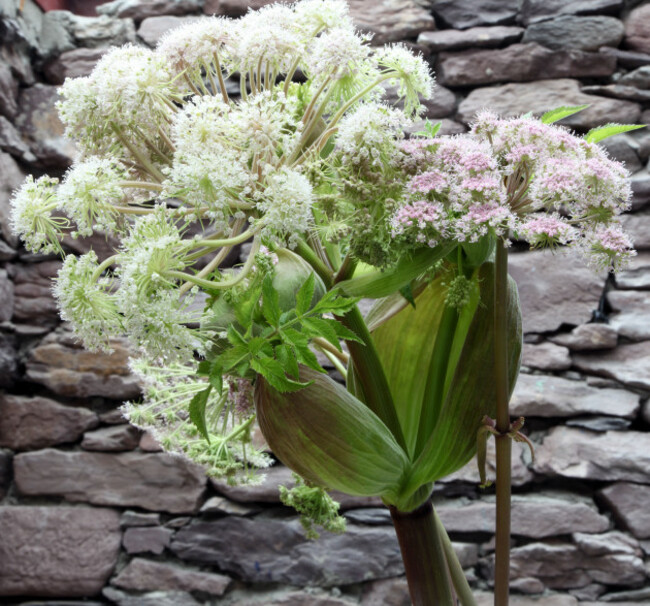 water-hemlock-plant-that-killed-socrates-growing-wild-in-co-kerry