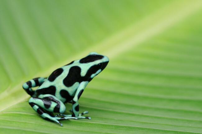 green-and-black-poison-frog-dendrobates-auratus-in-rainforest-chilamate-costa-rica