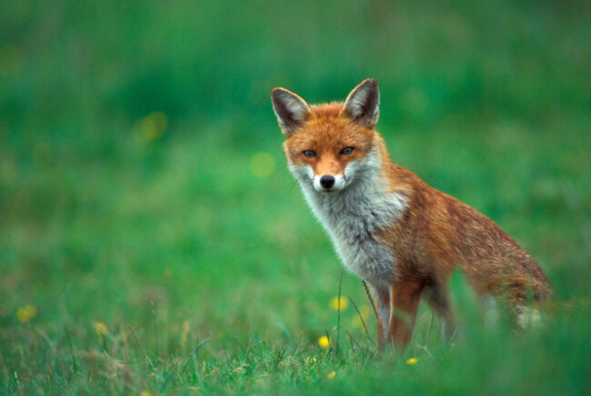 red-fox-vulpes-vulpes-female-eurasia-n-america-n-america-wild-in-southern-england-s
