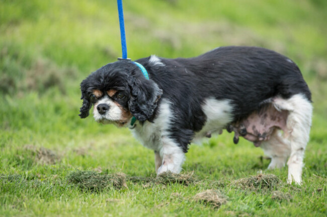 bitch-rescued-from-puppy-farm-uk