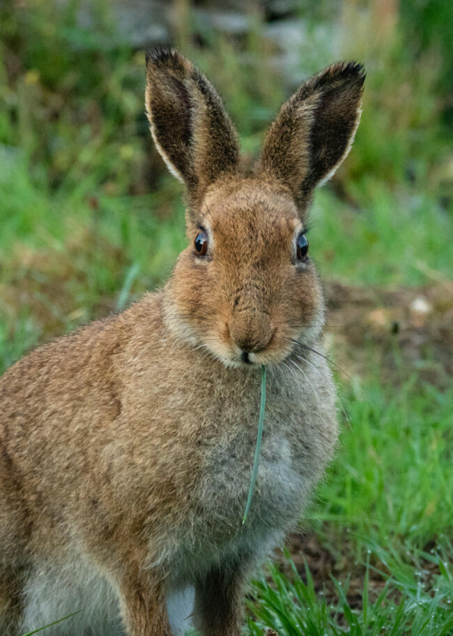 irish-hare-lepus-timidus-hibernicus-a-subspecies-of-the-mountain-hare-eating-grass-in-a-field-on-the-innishnee-peninsula-in-connemara-ireland