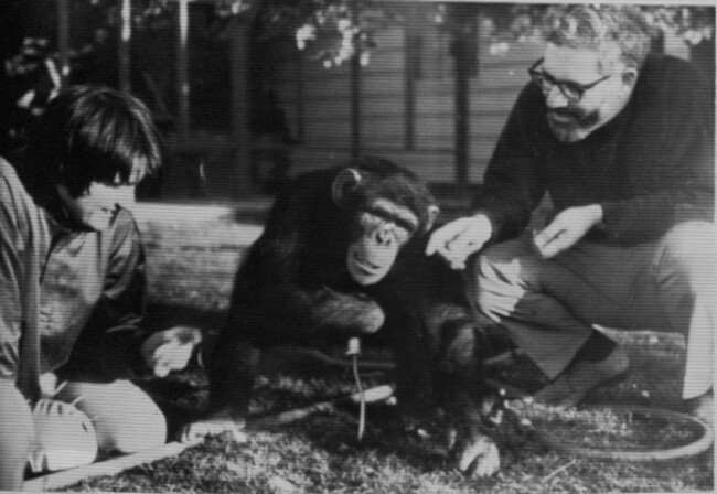 university-of-nevada-psychologists-drs-beatrice-and-r-allen-gardner-talk-to-washoe-a-female-chimpanzee-they-taught-to-communicate-using-american-sign-language-in-reno-nev-aug-7-1976-ap-phot